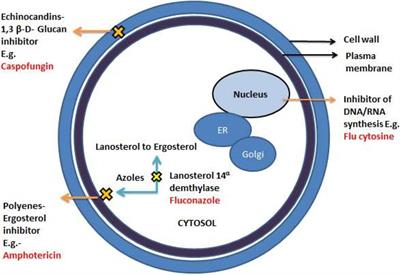 Mechanistic Understanding of Candida albicans Biofilm Formation and Approaches for Its Inhibition